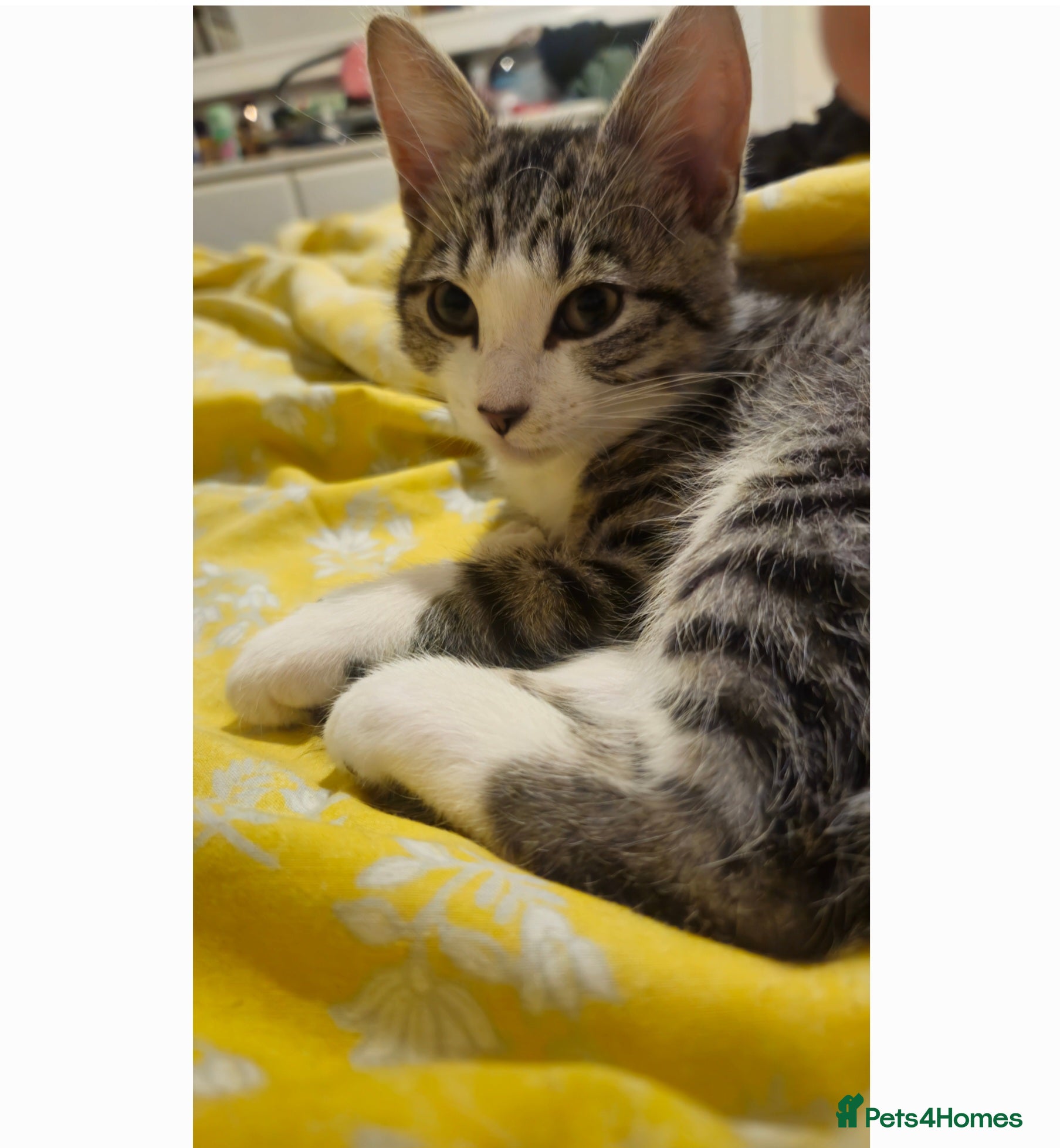 Mixed Breed cats Tuxedo/ bengal mix - Advert 1