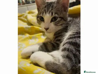 Mixed Breed cats Tuxedo/ bengal mix - Advert 1