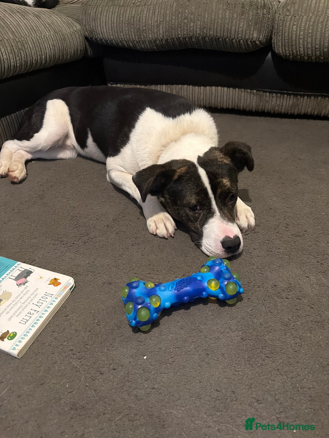 Mixed Breed dogs for sale: Milo  - Advert 1