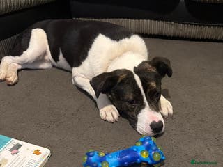 Mixed Breed dogs Milo - Advert 1