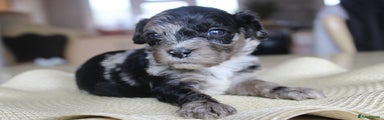 Cavapoo Puppy 6 black Merle Bowie 