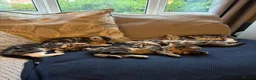 Mixed Breed cats for sale: Kittens for sale (Ready to go) in Tamworth - Advert 4