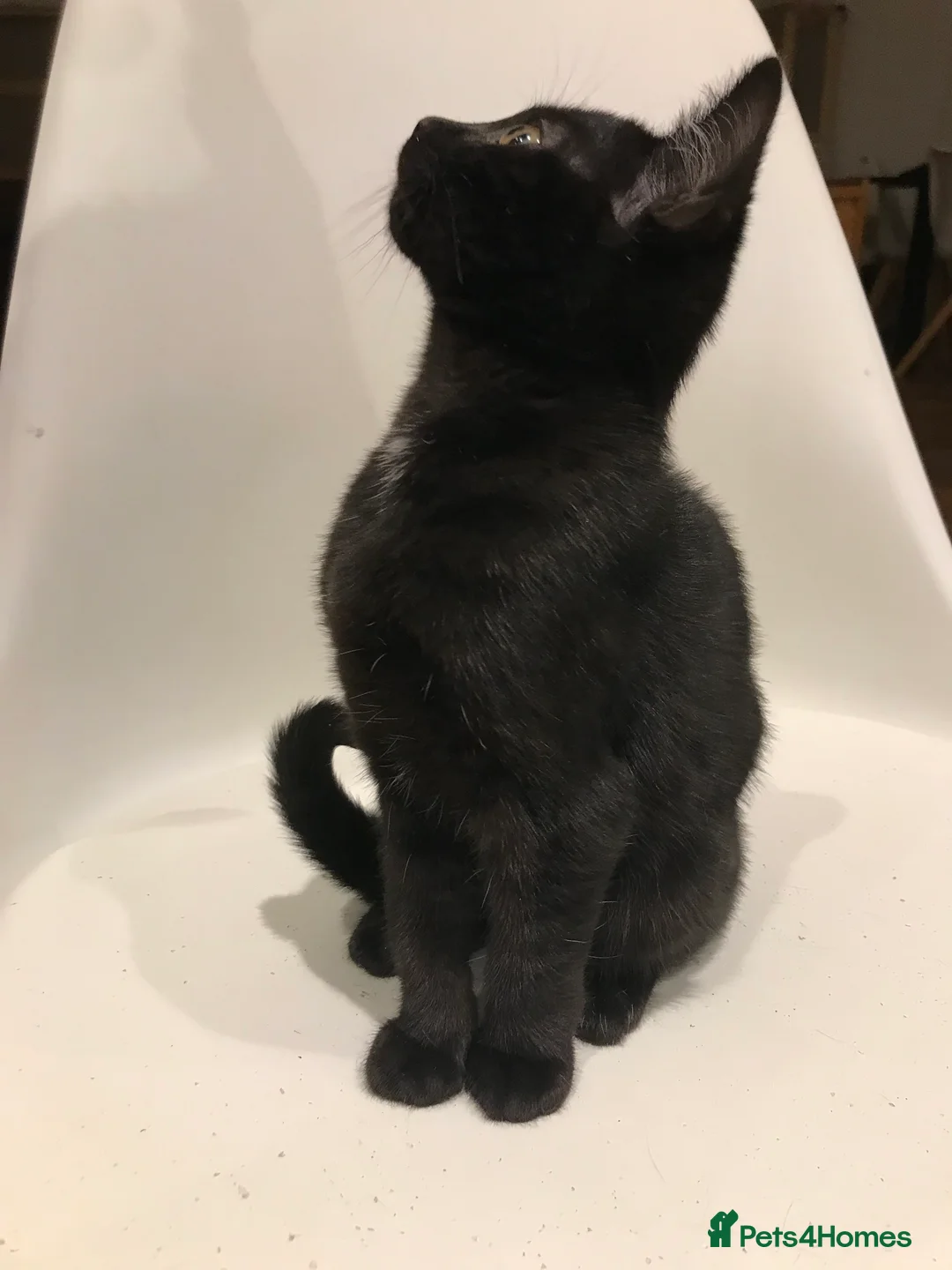 Mixed Breed cats for sale: Gorgeous mixed Siamese & American lon hair kittens - Advert 2