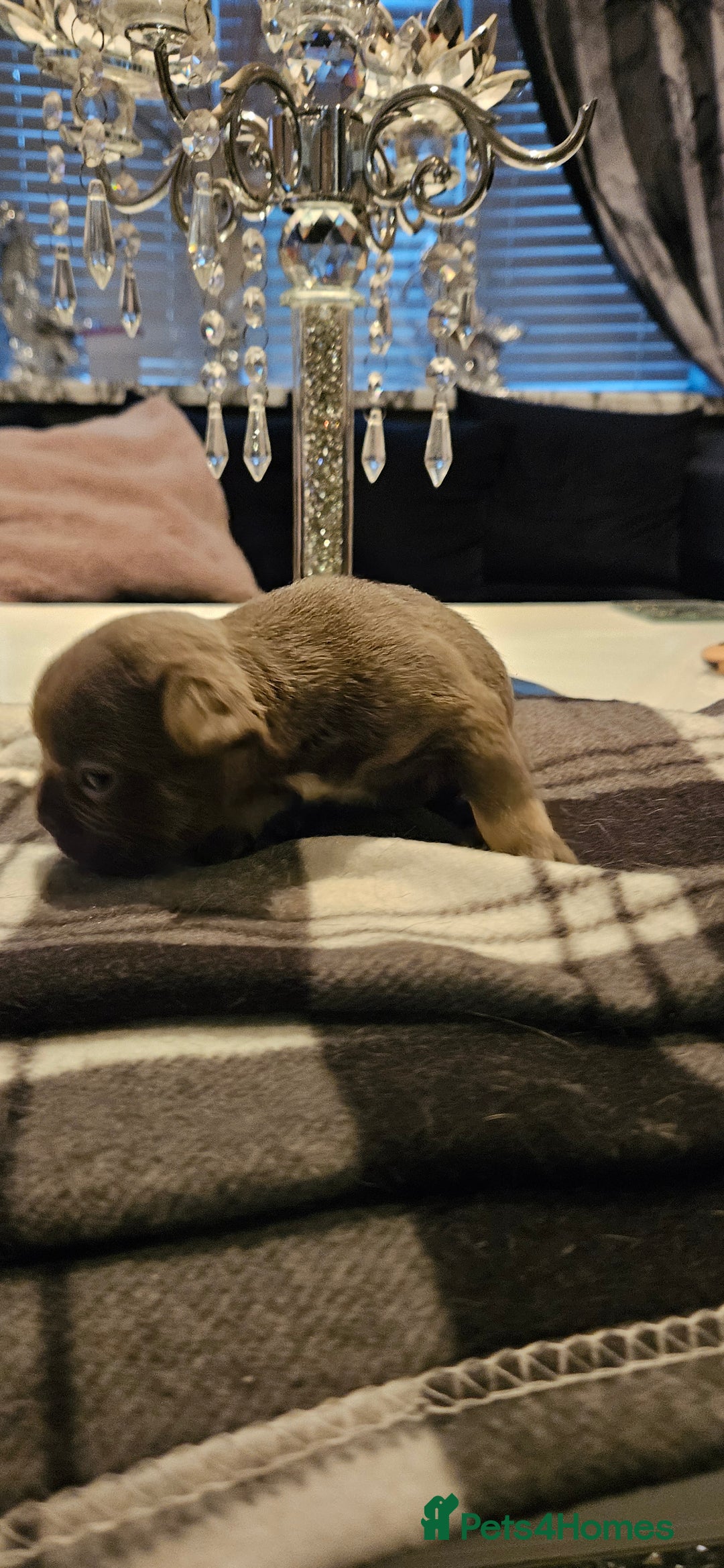 French Bulldog dogs for sale: Kc French bulldog  - Advert 8