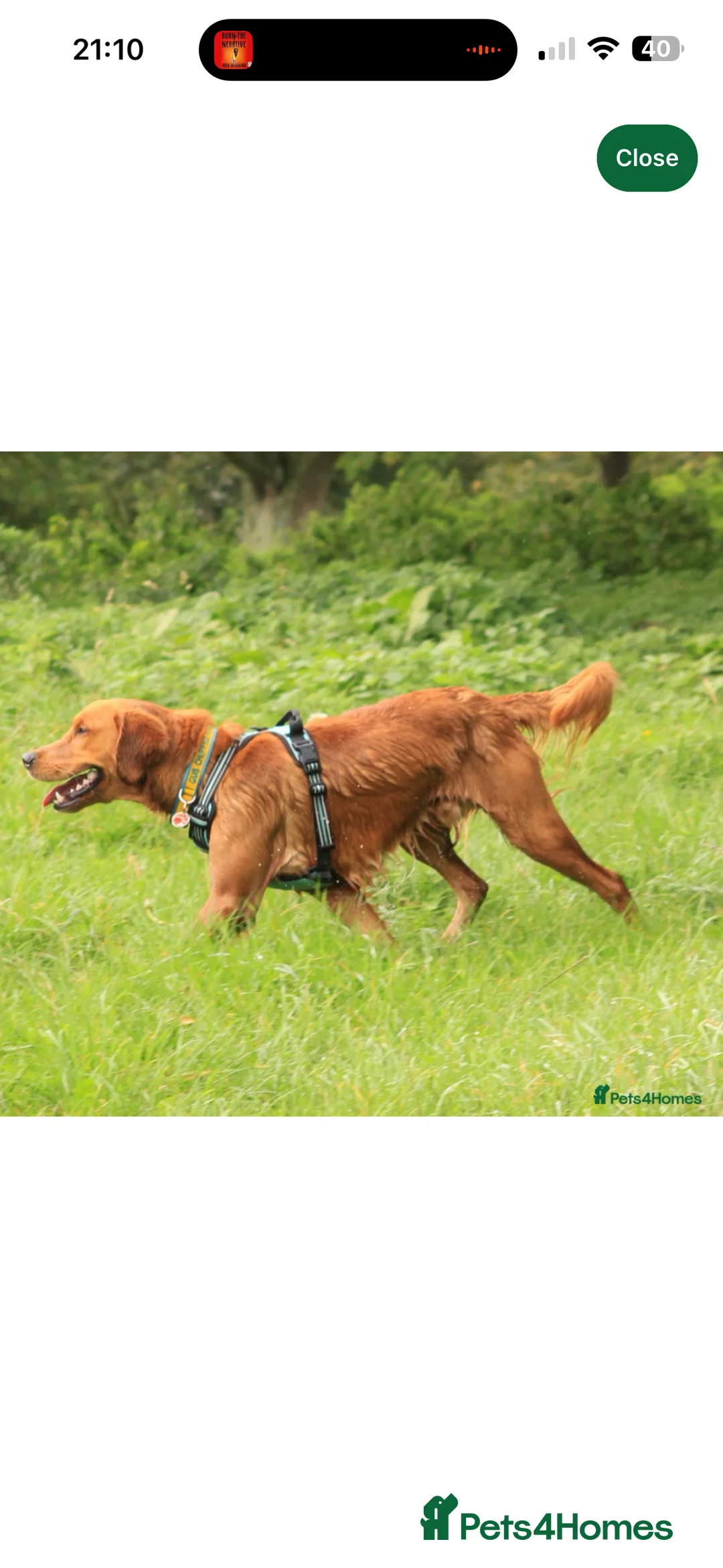 Golden Retriever dogs for sale: Champion lined KC REG GOLDEN RETRIEVER puppies - Advert 15