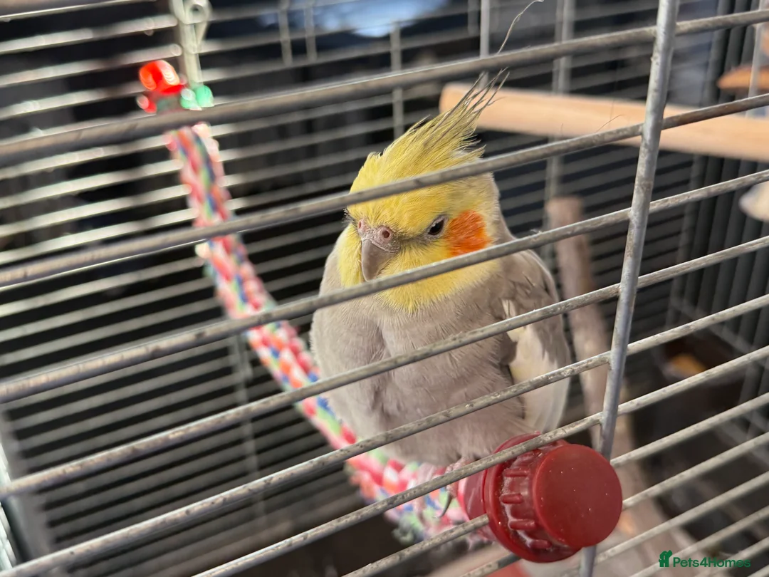 Cockatiels birds for sale: Bird lovely and can negotiate price need gone asap - Advert 4