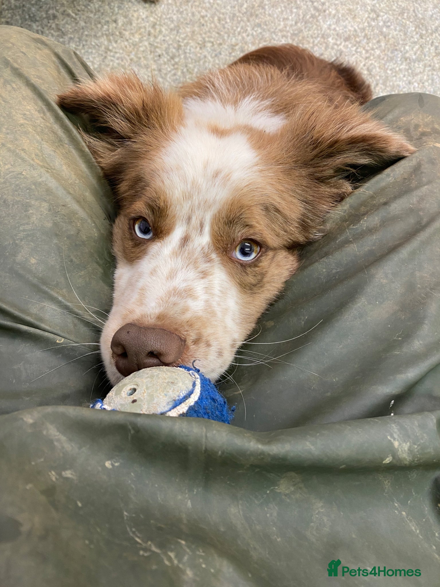 Border Collie dogs for sale: *READ ALL* New home for male Border Collie - Advert 12