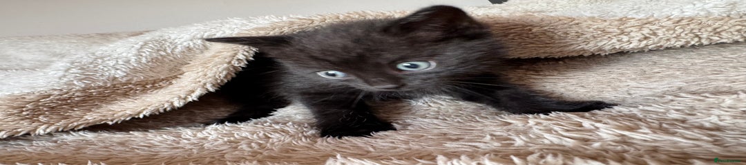 Domestic Shorthair Kitten 2