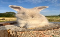 Angora rabbits for sale: Pedigree Full Faced & Maxi Faced English Angoras - Image 37