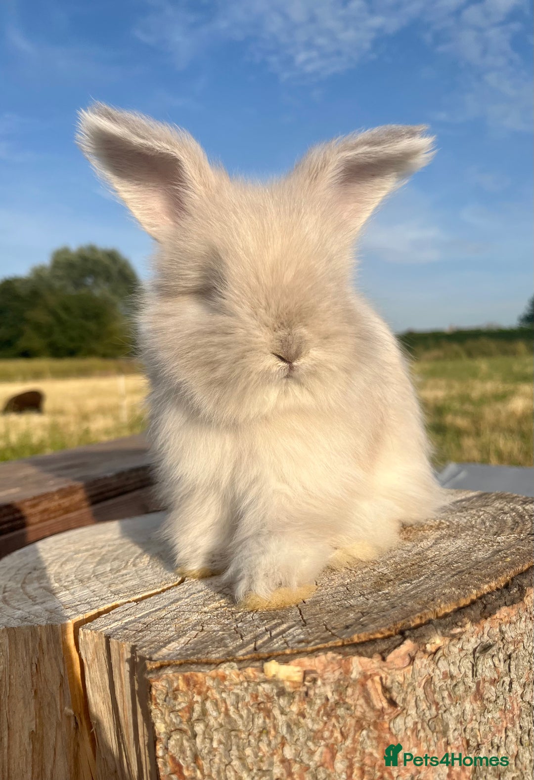 Angora rabbits for sale: Pedigree Full Faced & Maxi Faced English Angoras - Image 37
