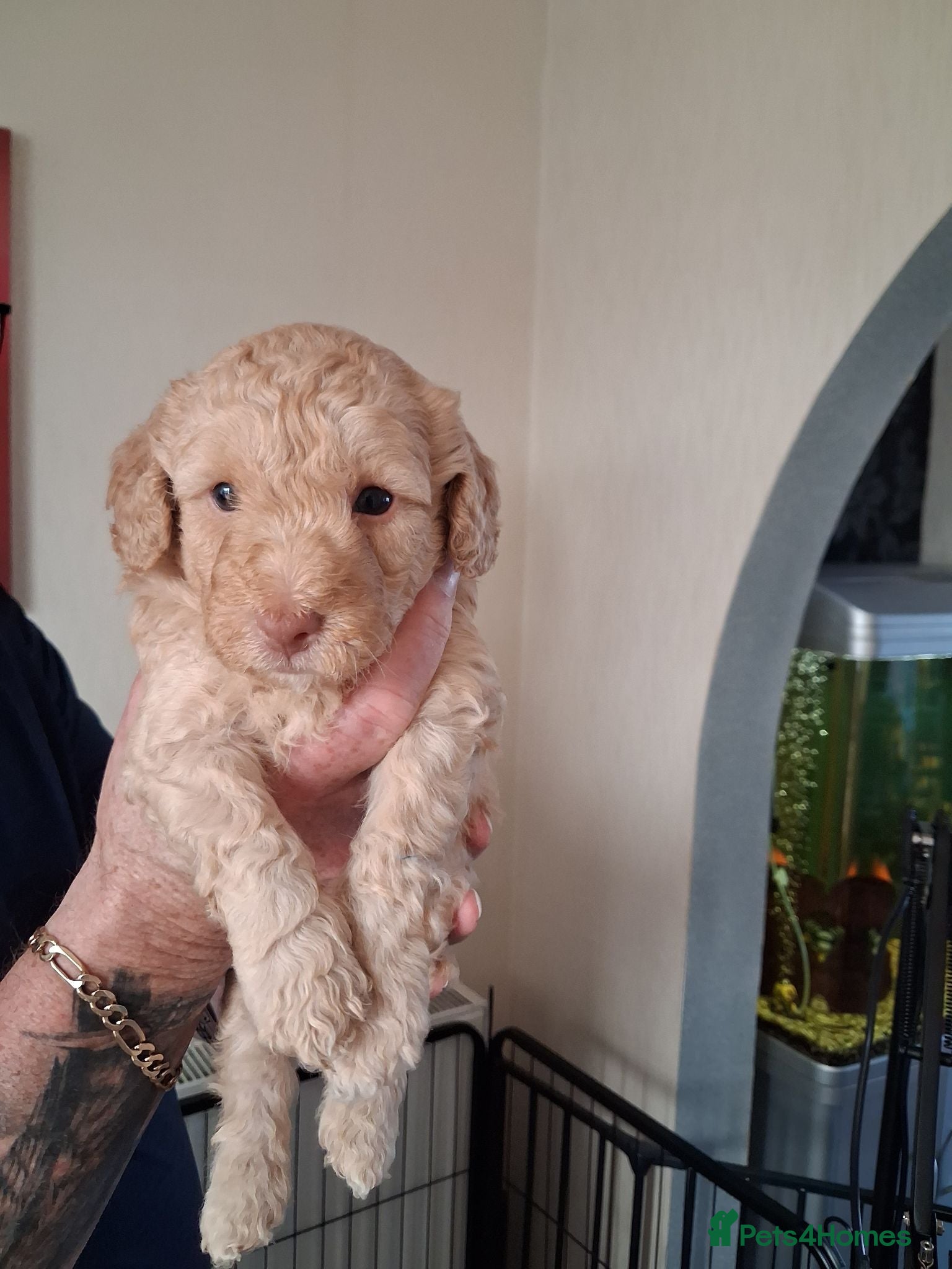 Poochon dogs Poochon Puppies (both parents health tested) - Advert 1