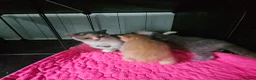 British Shorthair cats for stud: STUD DUTIES - Advert 9