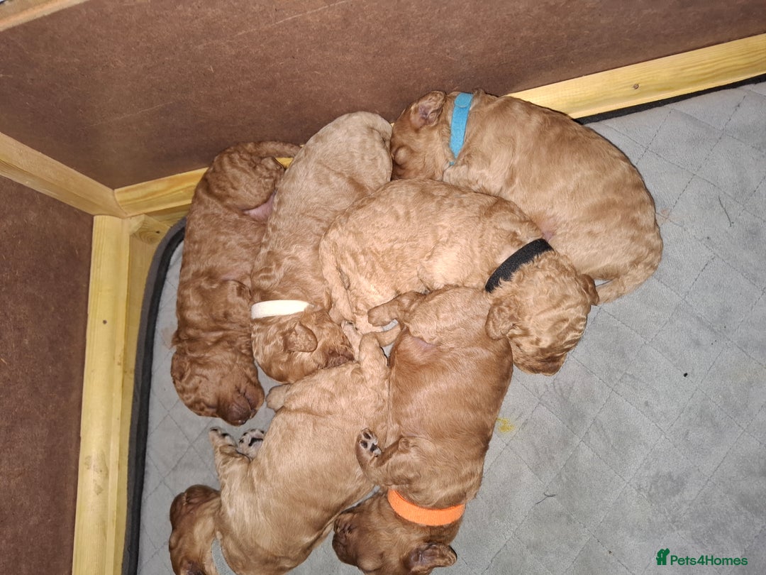 Cavapoo dogs for sale: Cavapoo - Image 4