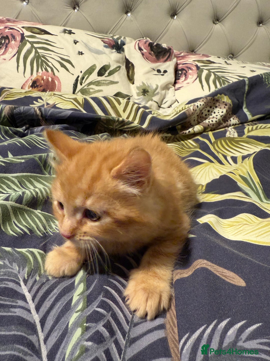 Mixed Breed cats for sale: Selling 4 beautiful kittens  - Advert 5