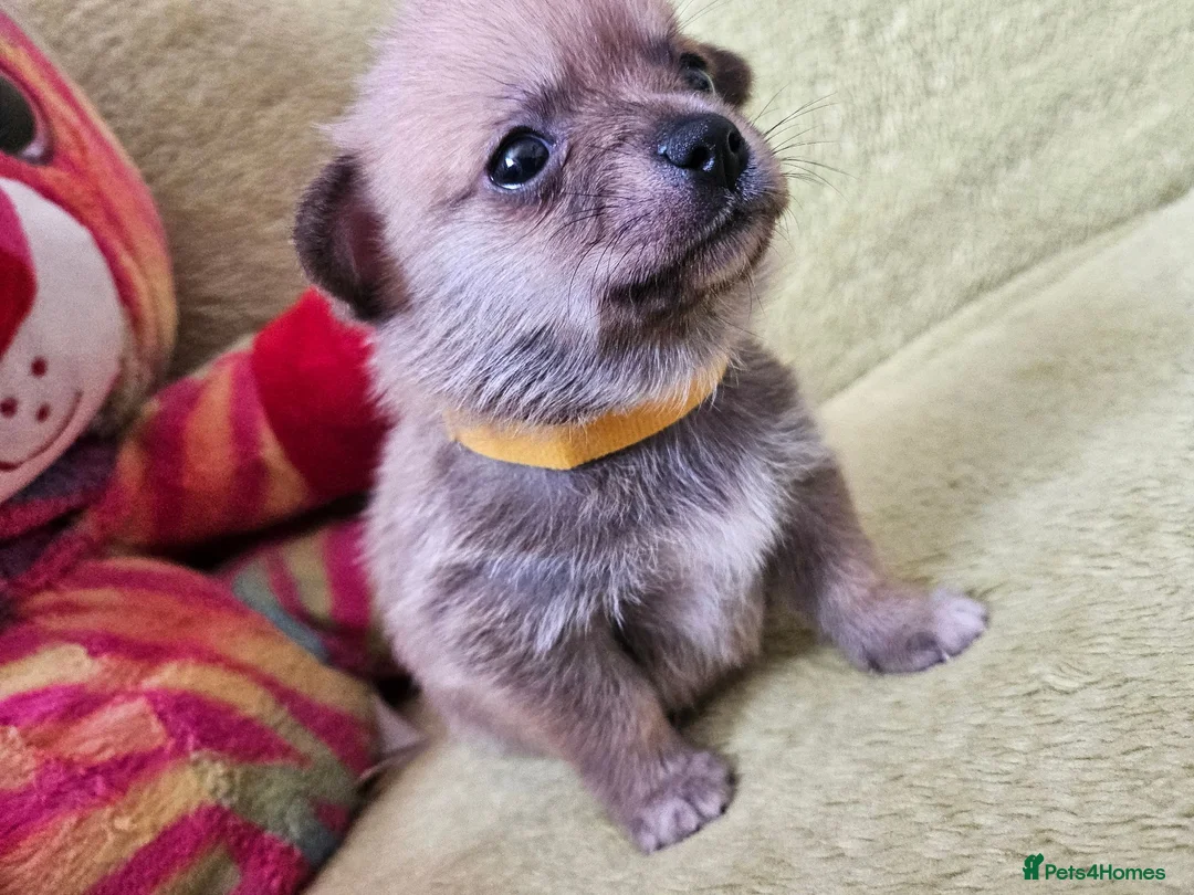 Pomchi dogs for sale: 🐶♥️Beautiful Pomchi puppies🐶♥️ - Advert 2
