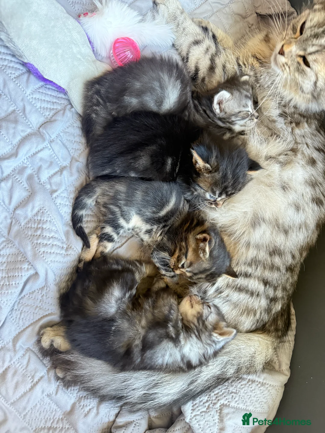Mixed Breed cats for sale: Exceptional MaineCoonCrossKittensReady to Reserve  in Ashford - Advert 2
