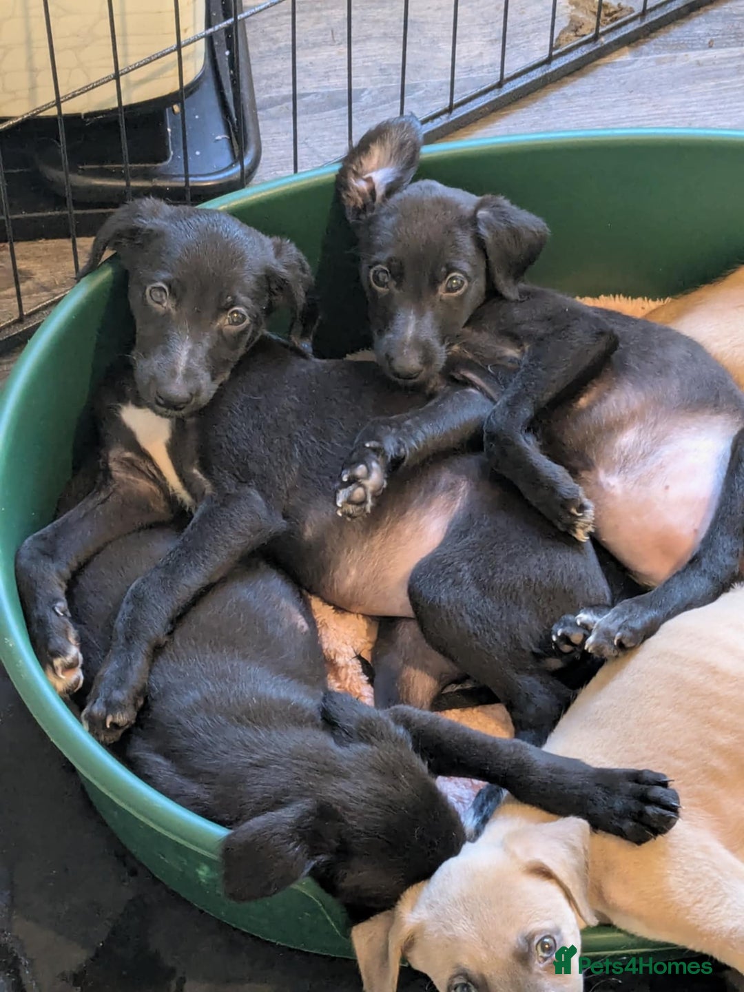 Lurcher dogs for sale: Lurcher pups ready to go to there forever home - Image 18