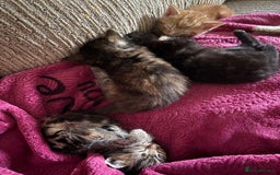 Mixed Breed cats for sale: My lovely cat for sell  - Image 2