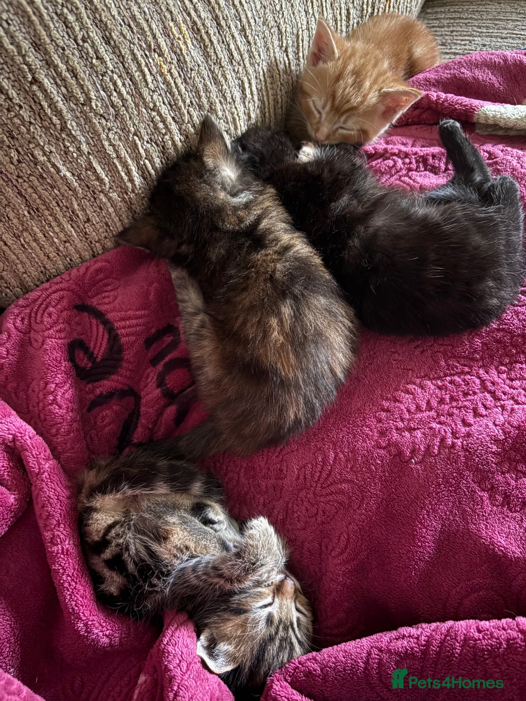 Mixed Breed cats for sale: My lovely cat for sell  - Image 2