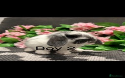 Mini Lop rabbits for sale: Stunning litter of 5 MINI LOPS ready to reserve  - Image 5