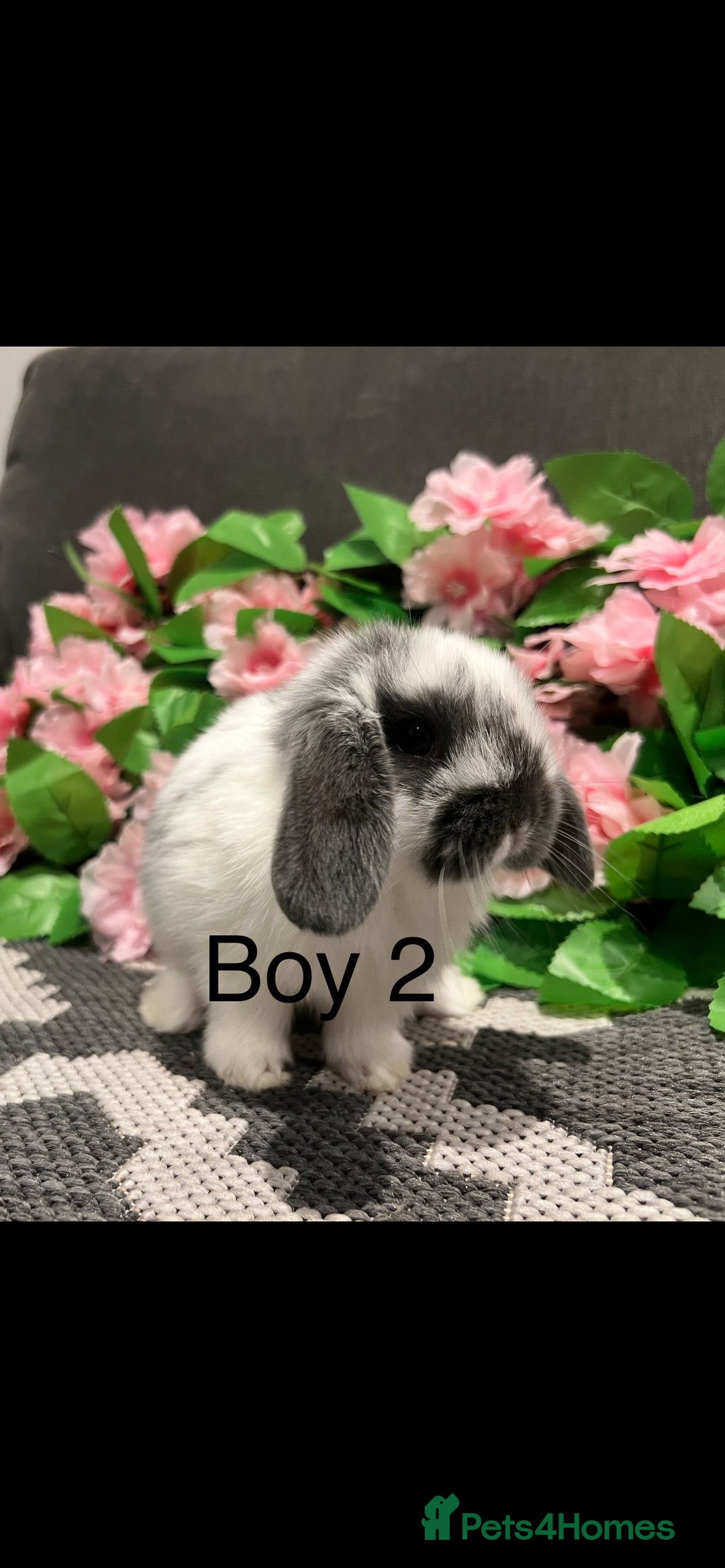 Mini Lop rabbits for sale: Stunning litter of 5 MINI LOPS ready to reserve  - Image 5