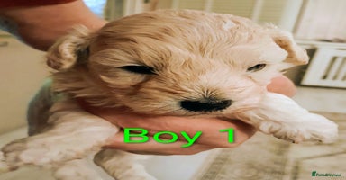 Maltipoo dogs - Advert 4