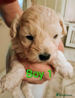 Maltipoo dogs - Advert 3