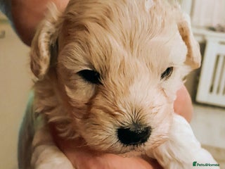 Maltipoo dogs F1 HEALTH TESTED QUALITY TOY MALTIPOO PUPPIES - Advert 2