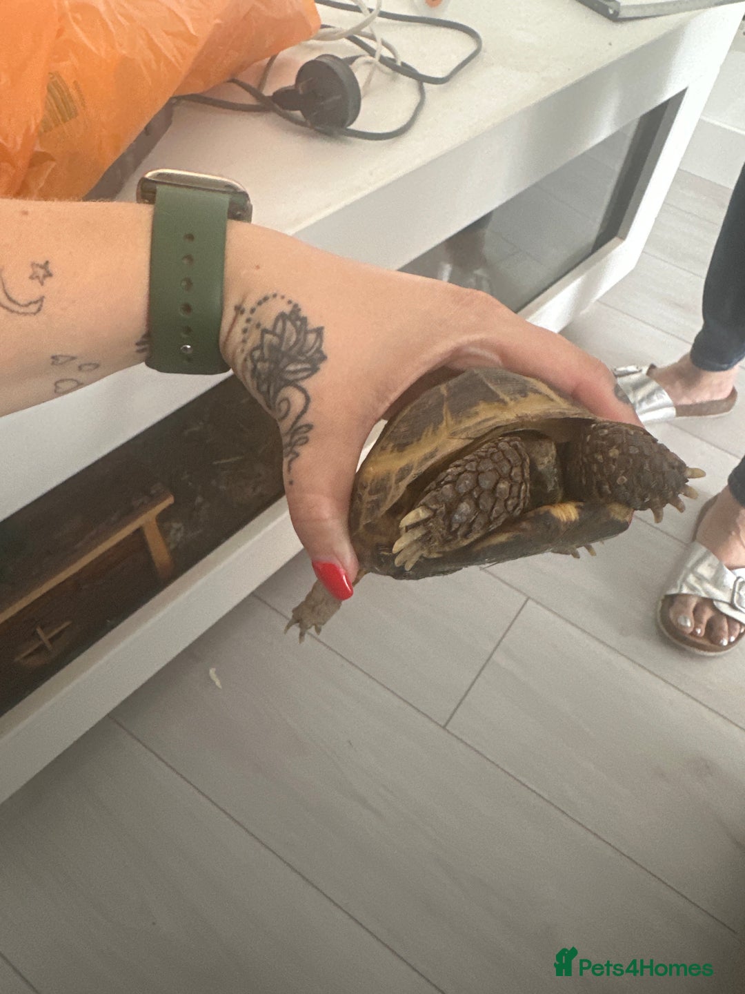 Tortoise reptiles for sale: Horse field tortoise  - Image 2