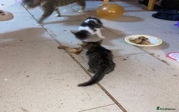 Mixed Breed cats for sale: kittens Bengal x microchipped flea/worm.insured.  - Image 21