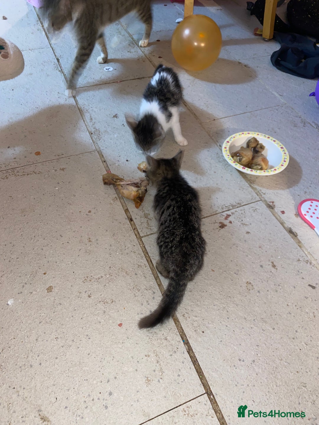 Mixed Breed cats for sale: kittens Bengal x microchipped flea/worm.insured.  - Image 21