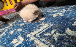 Ragdoll cats for sale: Ragdoll kittens - Image 5