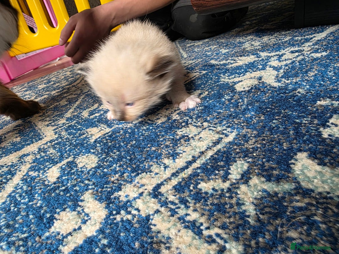 Ragdoll cats for sale: Ragdoll kittens - Image 5