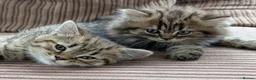 Mixed Breed cats for sale: Stunning BSH x Chinchilla Persian kittens Boy&Girl - Advert 10
