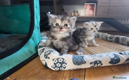 Maine Coon cats for sale: Beautiful 3/4 maincoon kittens  - Image 3