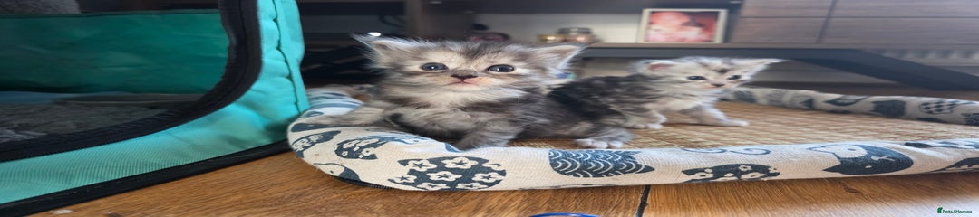 Maine Coon Kitten 10