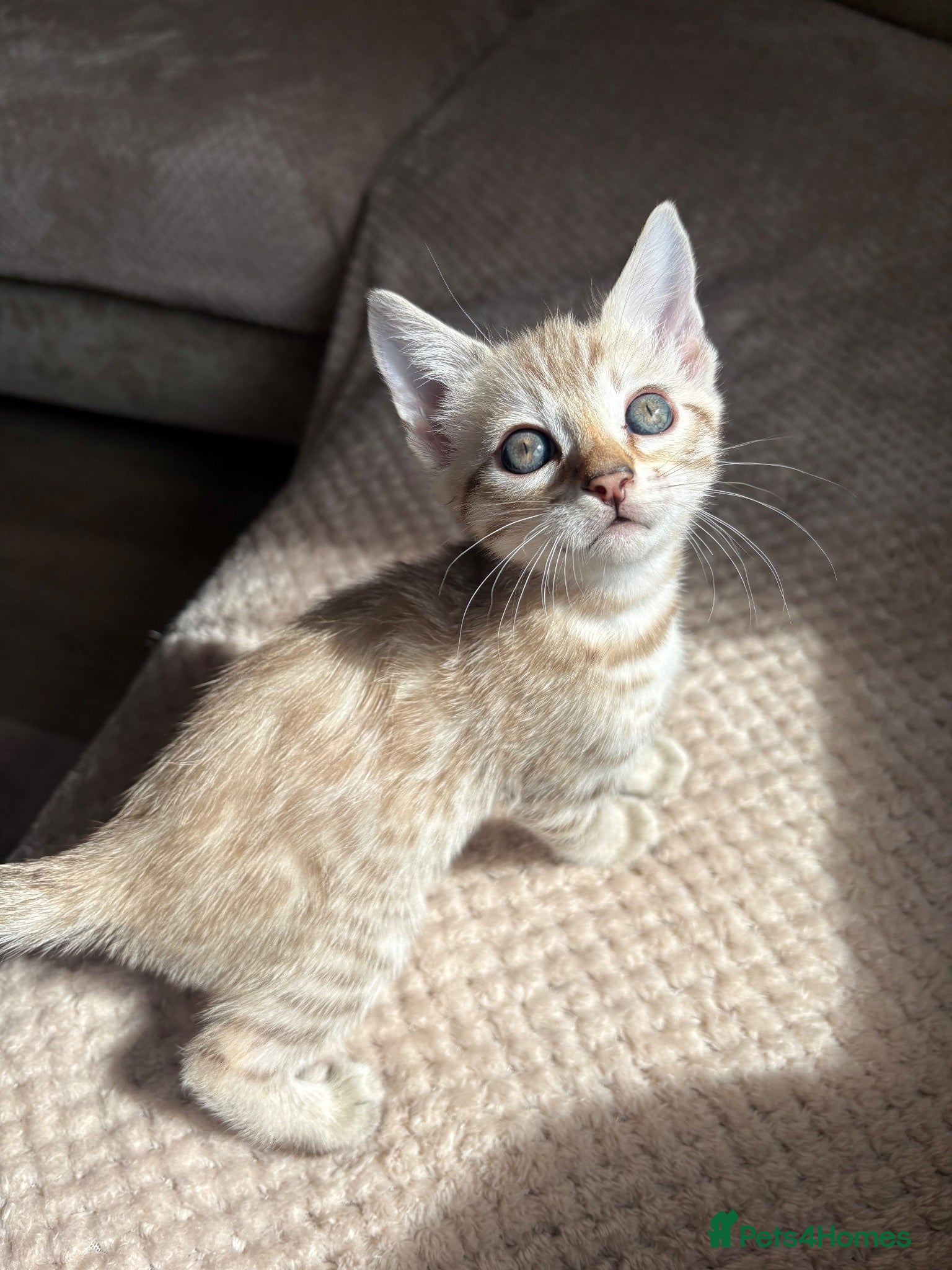 Bengal cats for sale: Gorgeous Bengal kittens - Advert 2