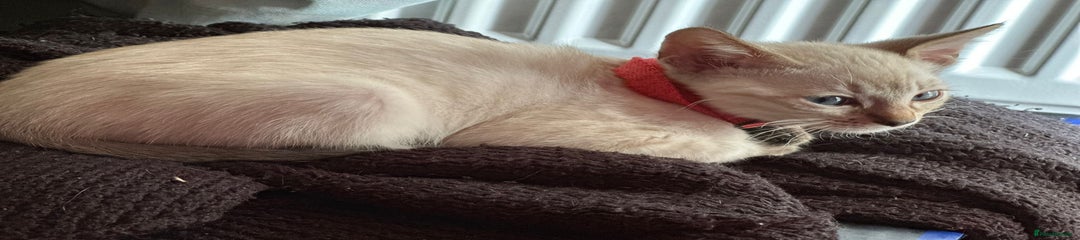 Red Collar