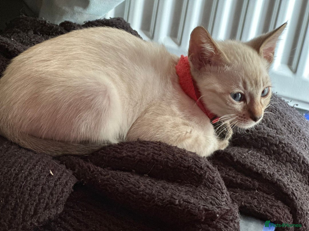 Bengal cats for sale: Blue Eyes Snow Lynx Bengal Kittens - Image 38
