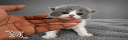 British Shorthair cats for sale: Exceptional GCCF REGISTERED BSH KITTENS - Advert 27