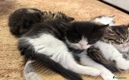 Mixed Breed cats for sale: 🐾 Free Kittens Looking for Loving Homes 🐾 - Image 9