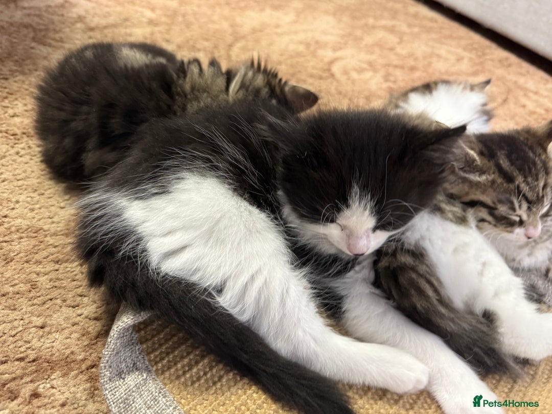 Mixed Breed cats for sale: 🐾 Free Kittens Looking for Loving Homes 🐾 - Image 9