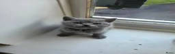 British Shorthair cats for sale: British Shorthair kittens - Advert 21