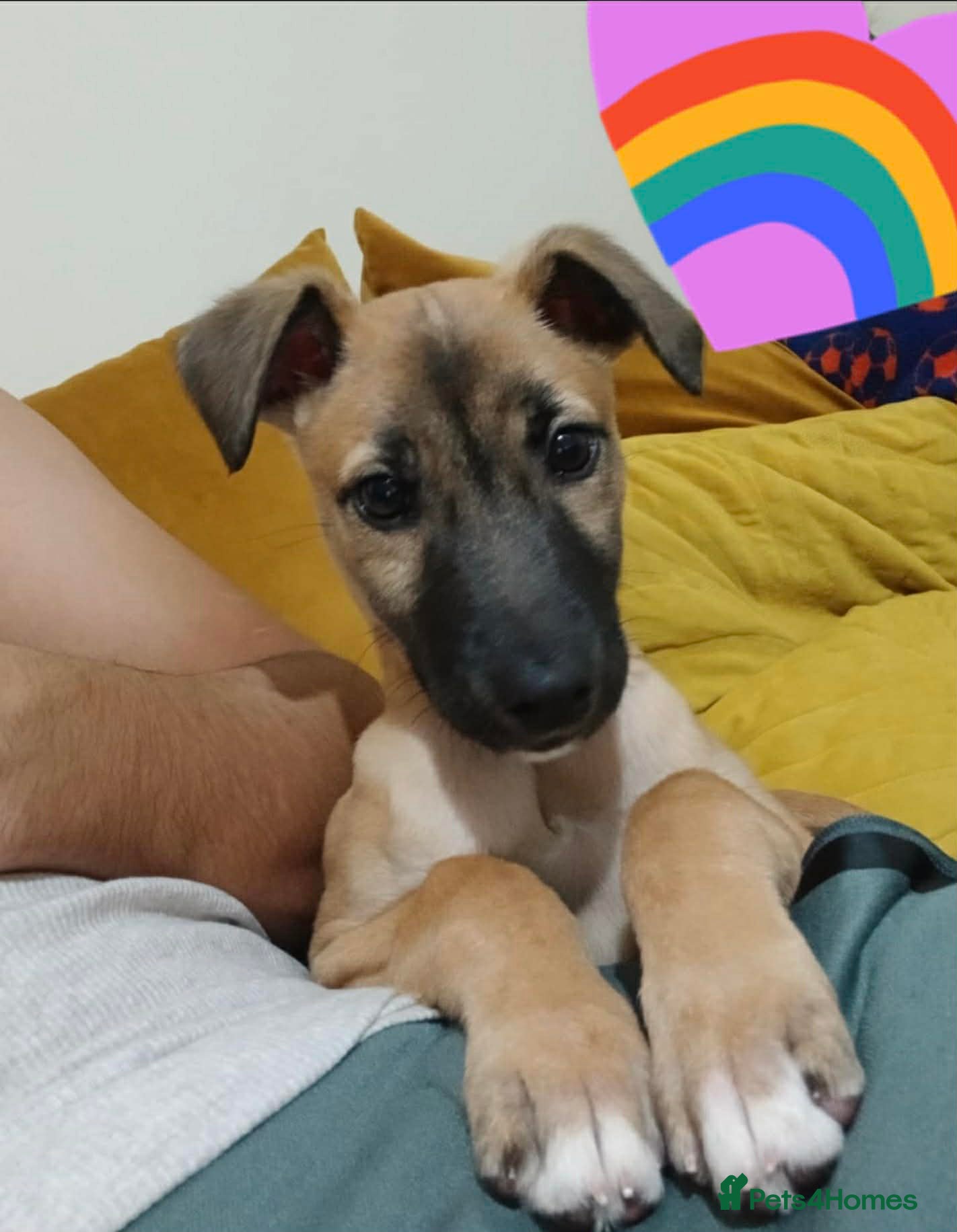 Mixed Breed dogs Greyhound mix  - Advert 5