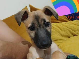 Mixed Breed dogs Greyhound mix - Advert 1