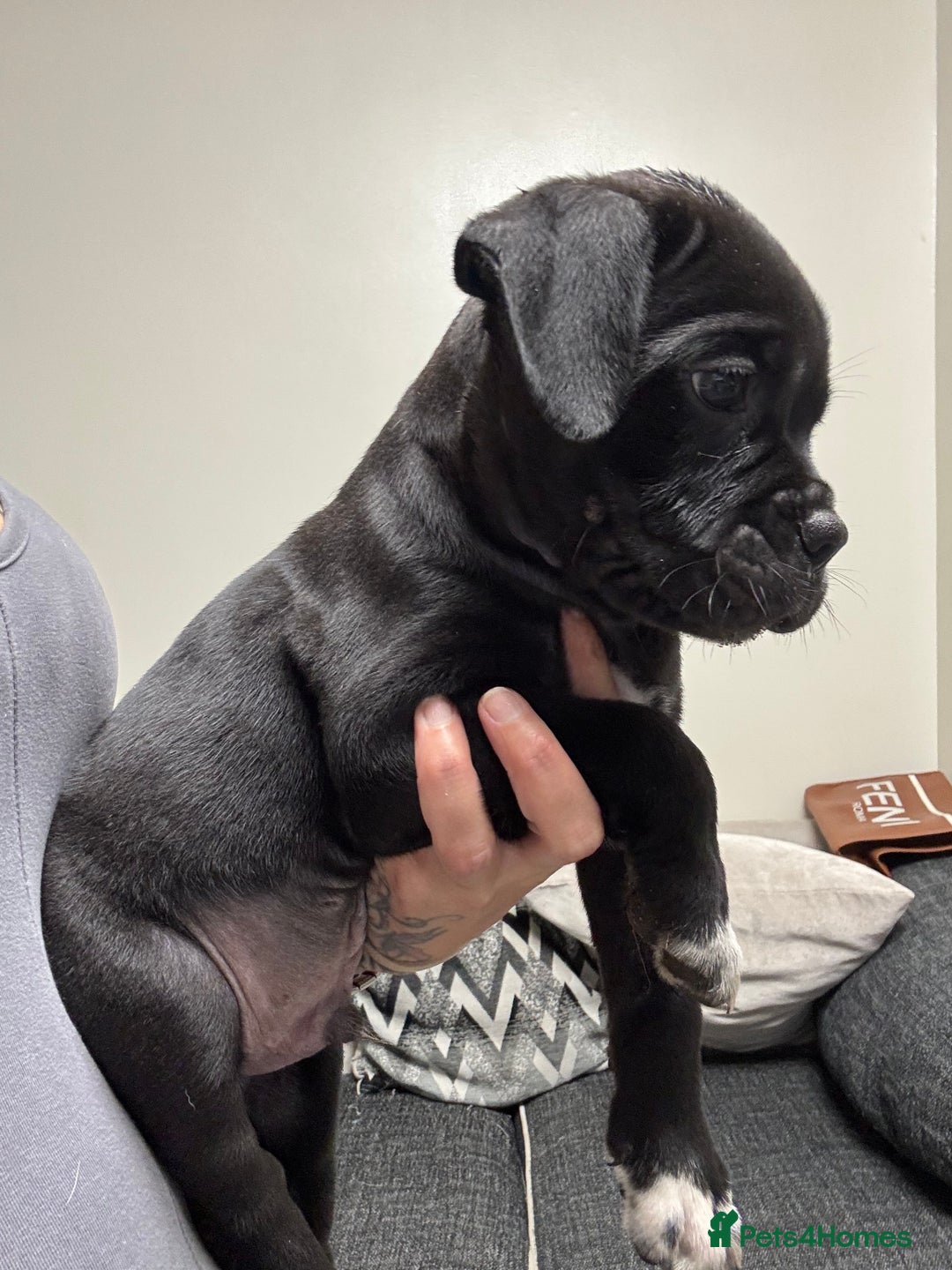 Mixed Breed dogs for sale: 7 beautiful puppies for sale - Image 10