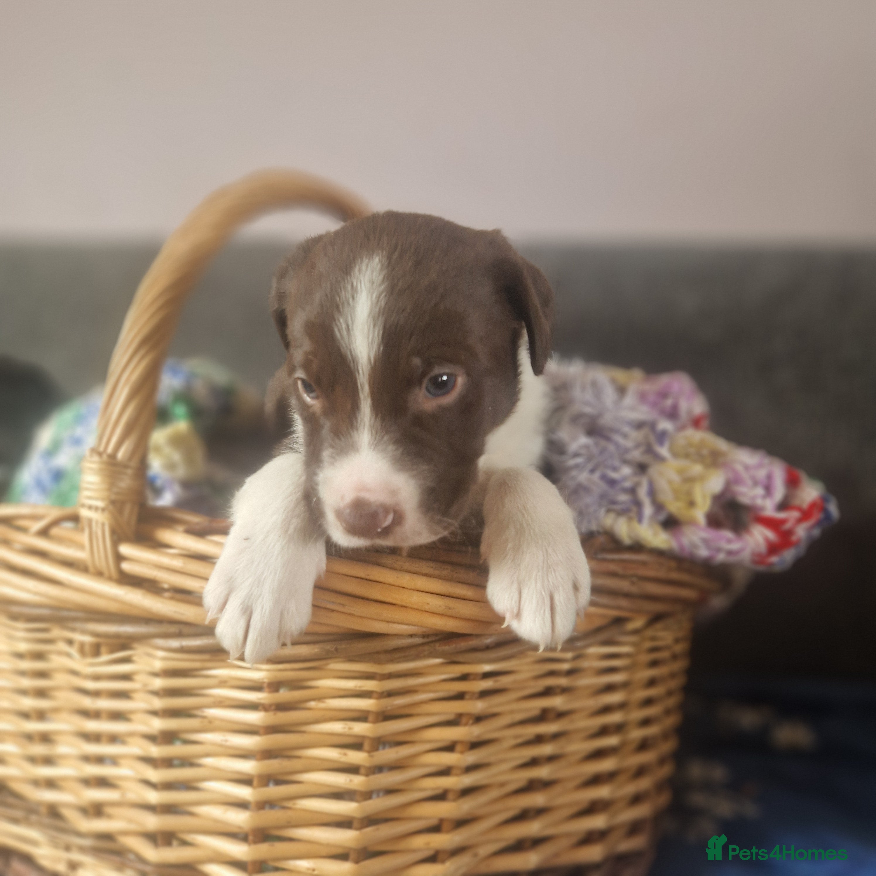 Borador dogs Adorable borderdor puppies - Advert 1