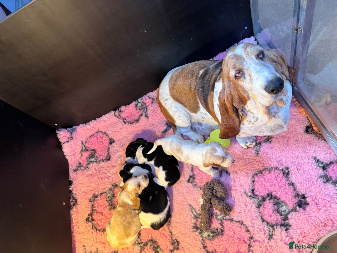 Mixed Breed dogs for sale: Basset x cocker puppies - Image 6