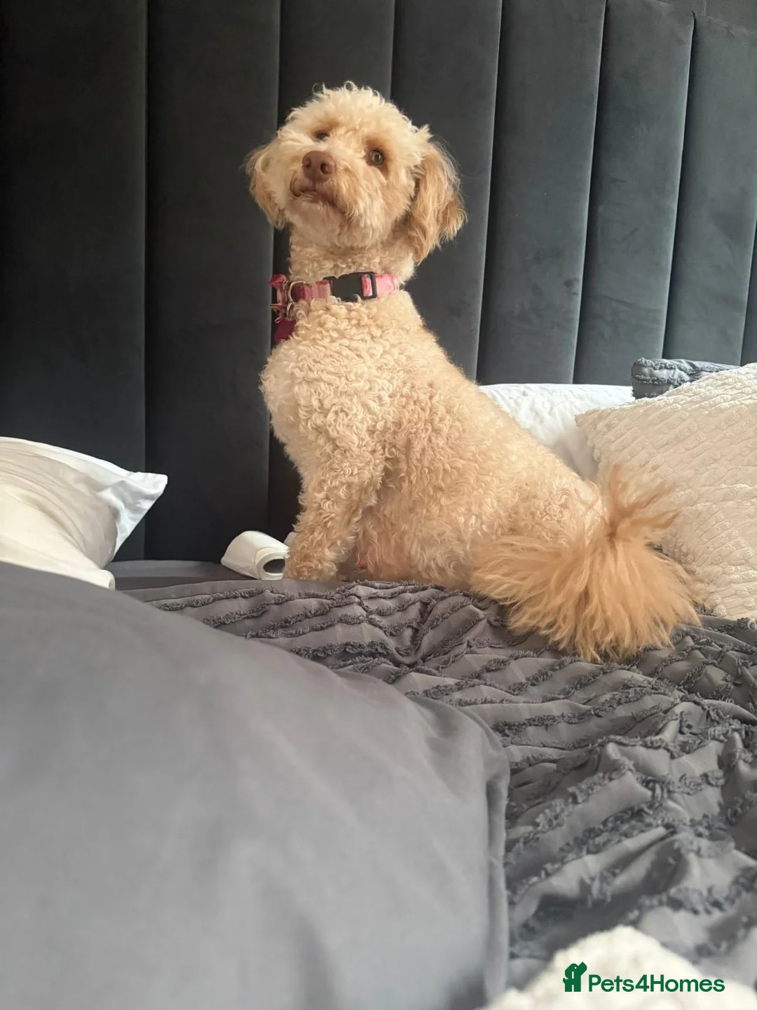 Mini Goldendoodle dogs for sale: Multigeneration Miniature Goldendoodle Puppies in Poole - Advert 1