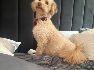Mini Goldendoodle dogs Multigeneration Miniature Goldendoodle Puppies - Advert 18